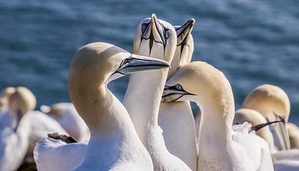 开云体育中国-西雅图海湾者队长激励全队，挑战强敌士气高昂