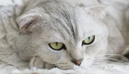 开云APP-欧洲足坛双重风暴！德国战车熄火引爆连锁反应，亚平宁争冠乱局再添薪柴