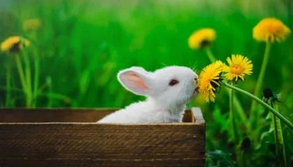 开云体育APP下载-步行者险胜湖人，萨姆·米切尔打破历史纪录——篮球场上的精彩瞬间与无限可能